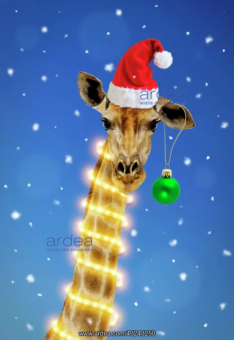 : Giraffe - with Christmas hat lights and bauble in snow Digital Manipulation; Hat : Giraffe - with Christmas hat lights and bauble in snow Digital Manipulation; Hat