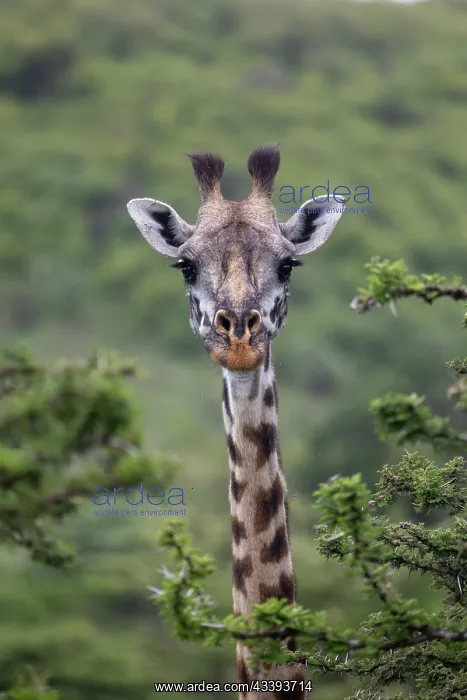 : GIRAFFE. Afrique, Afrique de l'Est, Kenya, Rserve nationale du Masai Mara : GIRAFFE. Afrique, Afrique de l'Est, Kenya, Rserve nationale du Masai Mara