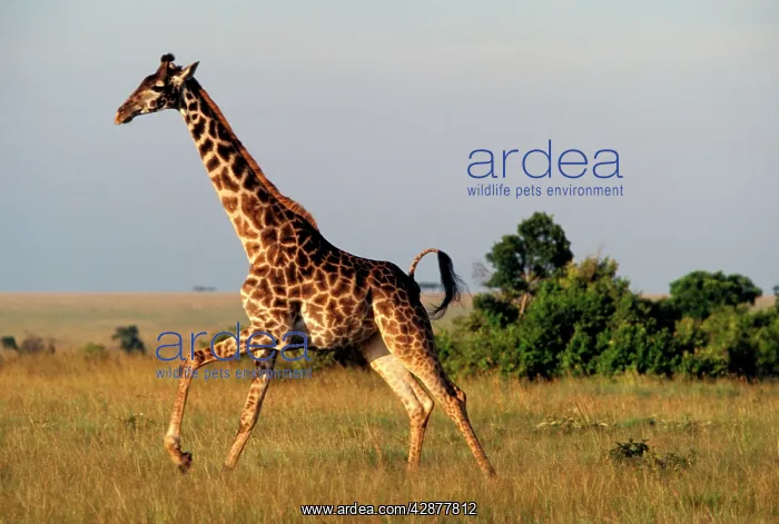 : Giraffe - adult running : Giraffe - adult running