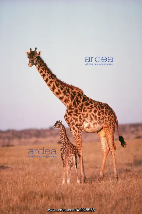 : GIRAFFE - Adult with young : GIRAFFE - Adult with young