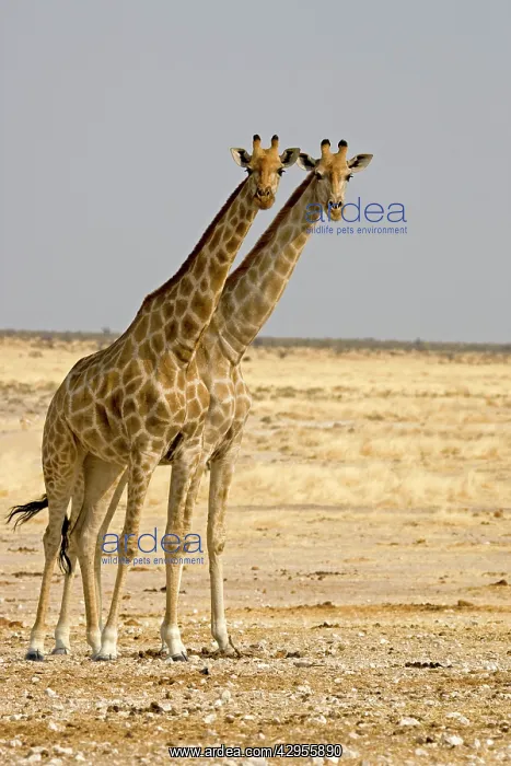 : Giraffe - two adults side by side : Giraffe - two adults side by side