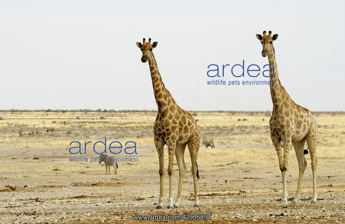 : Giraffe - Two adults side by side : Giraffe - Two adults side by side