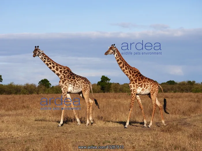 : Giraffe- two adults are walking behind each other, Masai : Giraffe- two adults are walking behind each other, Masai