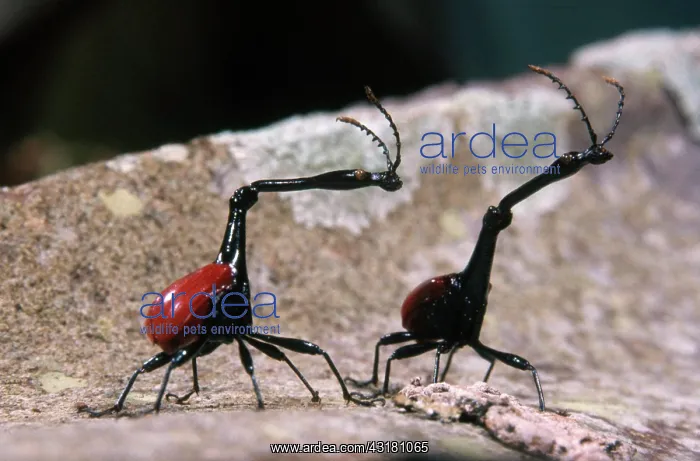 : Giraffe Beetles : Giraffe Beetles
