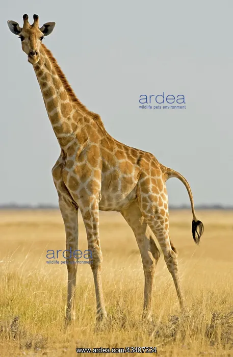 : Giraffe - full body portrait : Giraffe - full body portrait