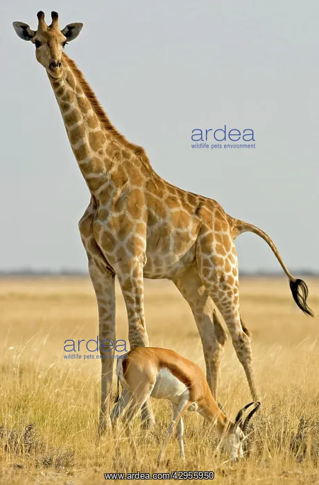 : Giraffe - Full body portrait with a springbok in : Giraffe - Full body portrait with a springbok in