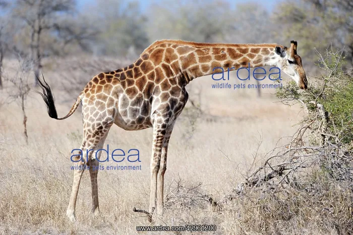 : Giraffe - browsing : Giraffe - browsing