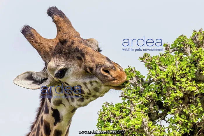 : Giraffe browsing Acacia leaves : Giraffe browsing Acacia leaves