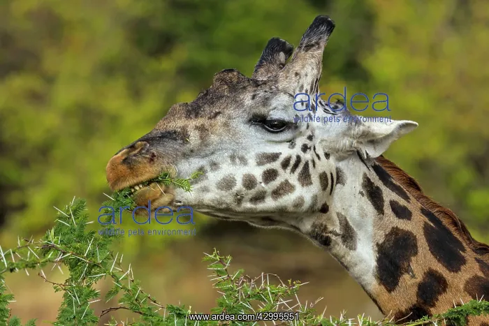 : Giraffe browsing Acacia leaves from a thorny Acacia tree : Giraffe browsing Acacia leaves from a thorny Acacia tree