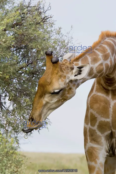 : Giraffe browzing Grey Camelthorn showing tongue : Giraffe browzing Grey Camelthorn showing tongue