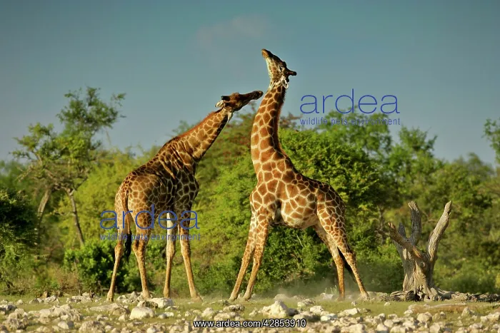 : Giraffe - two bulls fighting rotating their long necks : Giraffe - two bulls fighting rotating their long necks