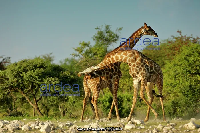  : Giraffe - two bulls fighting rotating their long necks