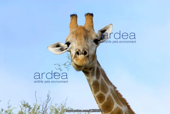 : Giraffe chewing twigs of Grey Camelthorn : Giraffe chewing twigs of Grey Camelthorn