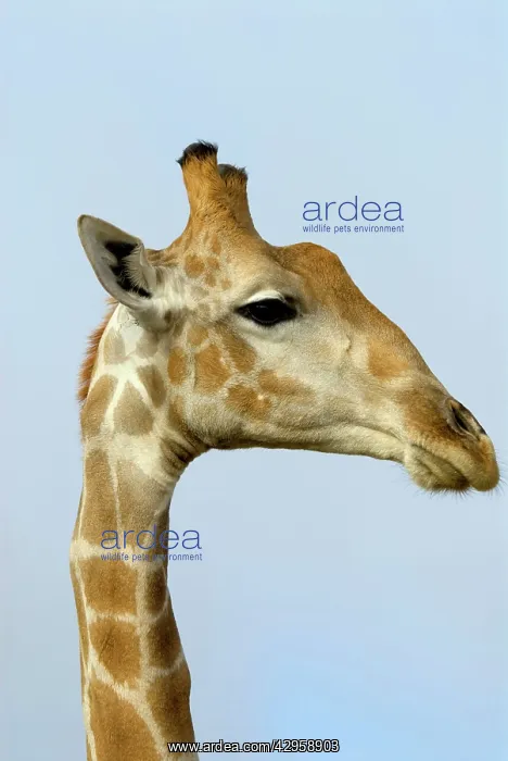 : Giraffe - close up of head : Giraffe - close up of head