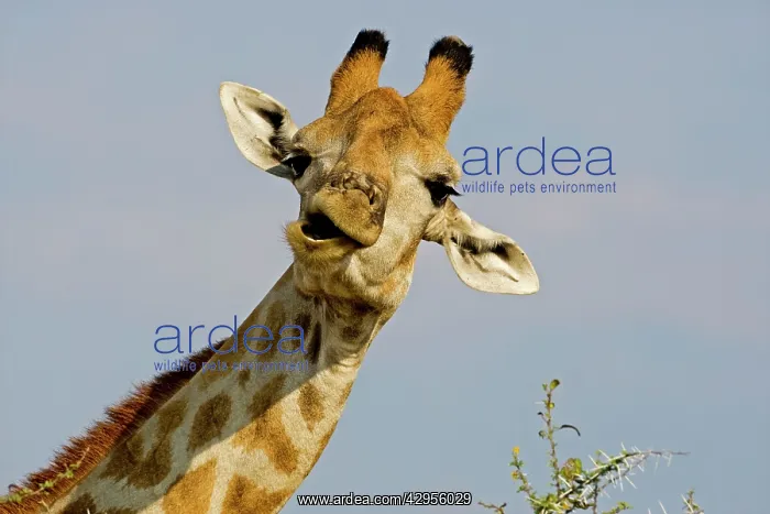 : Giraffe - close up of the head whilst chewing and : Giraffe - close up of the head whilst chewing and