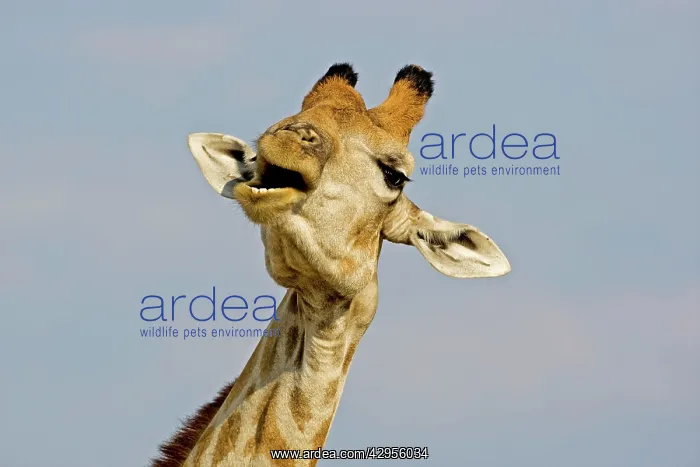 : Giraffe - close up of the head whilst chewing and : Giraffe - close up of the head whilst chewing and