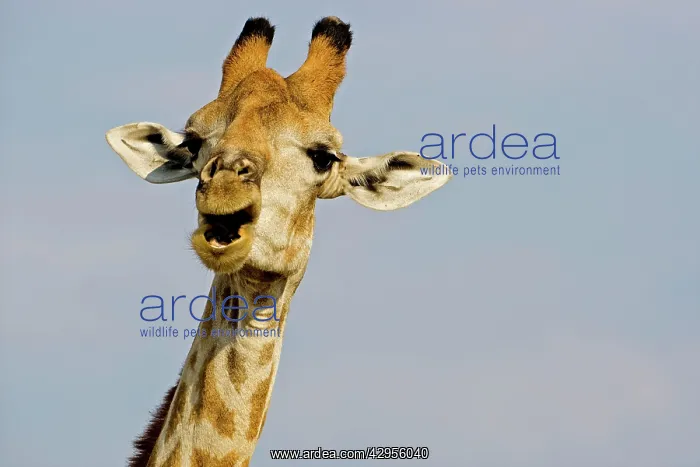 : Giraffe - close up of the head whilst chewing and : Giraffe - close up of the head whilst chewing and