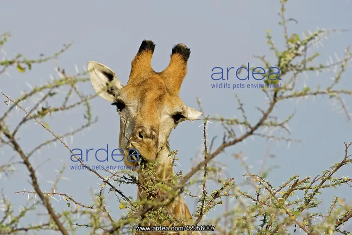 : Giraffe - close up of the head whilst feeding : Giraffe - close up of the head whilst feeding