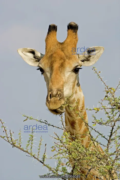 : Giraffe - close up of the head whilst feeding : Giraffe - close up of the head whilst feeding
