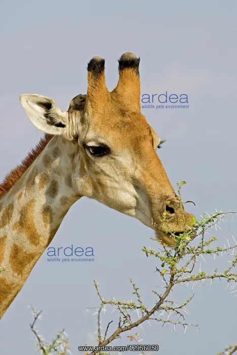 : Giraffe - close up of the head whilst feeding : Giraffe - close up of the head whilst feeding