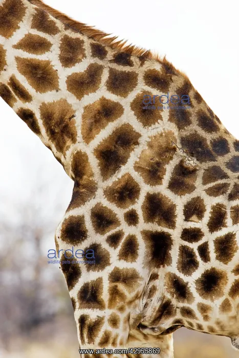 : Giraffe - close up of skin patterns : Giraffe - close up of skin patterns