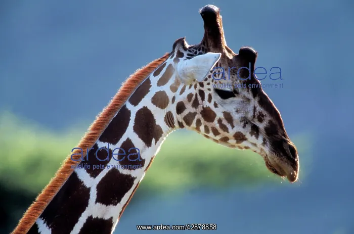  : Giraffe - close-up of head