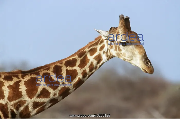 : GIRAFFE - close-up of head : GIRAFFE - close-up of head