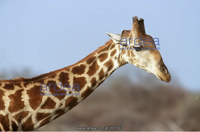 : GIRAFFE - close-up of head : GIRAFFE - close-up of head