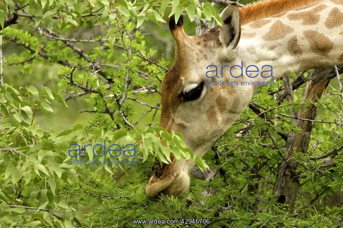 : Giraffe - Close ups whilst feeding : Giraffe - Close ups whilst feeding