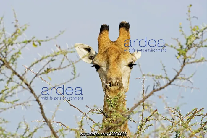 : Giraffe - close up whilst feeding : Giraffe - close up whilst feeding