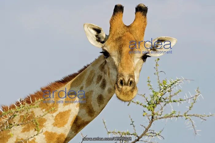 : Giraffe - close up whilst feeding on acacia twigs : Giraffe - close up whilst feeding on acacia twigs