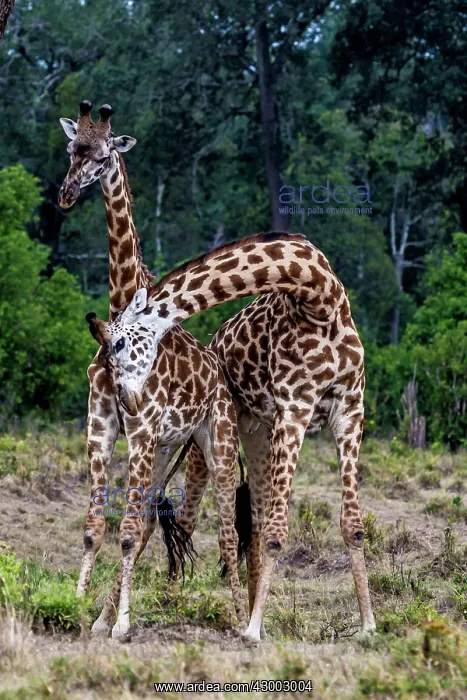 : Giraffe courtship necking : Giraffe courtship necking