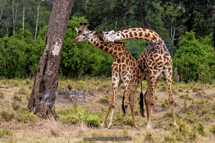 : Giraffe courtship necking : Giraffe courtship necking