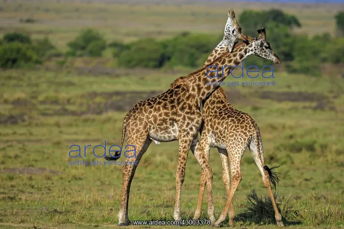 : Giraffe courtship necking : Giraffe courtship necking