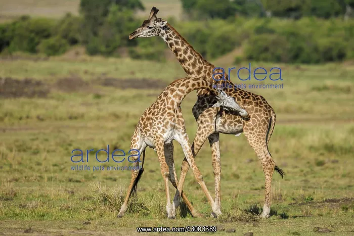 : Giraffe courtship necking : Giraffe courtship necking