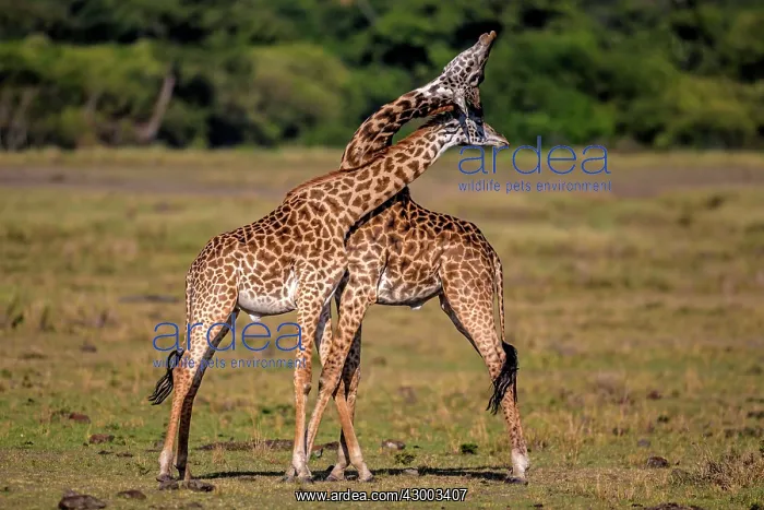 : Giraffe courtship necking : Giraffe courtship necking