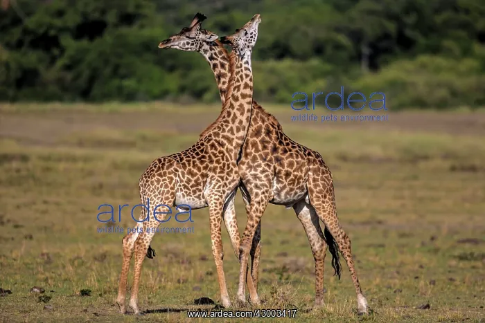 : Giraffe courtship necking : Giraffe courtship necking