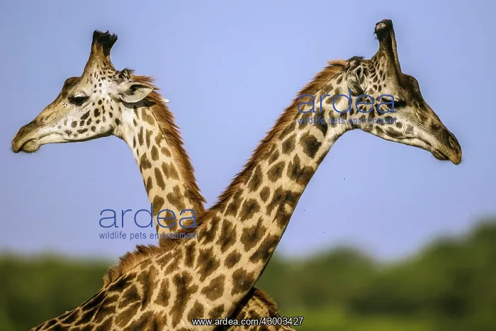 : Giraffe courtship necking : Giraffe courtship necking