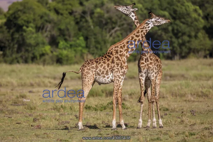 : Giraffe courtship necking : Giraffe courtship necking