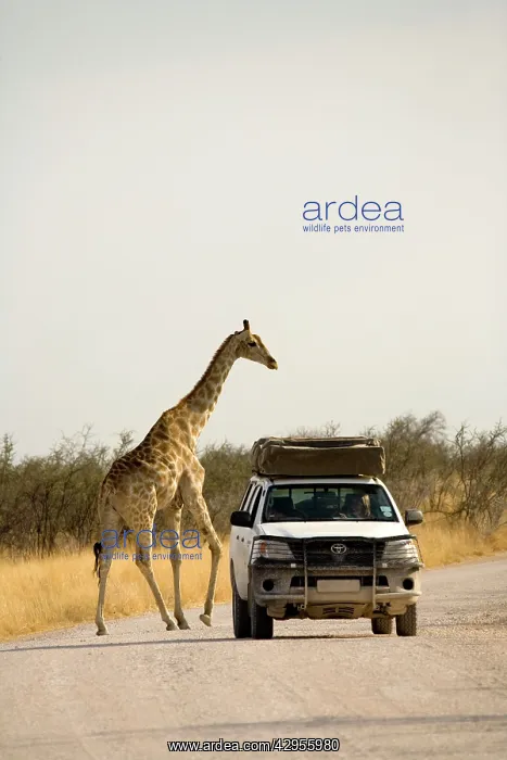 : Giraffe - crossing a road with a rental car in : Giraffe - crossing a road with a rental car in