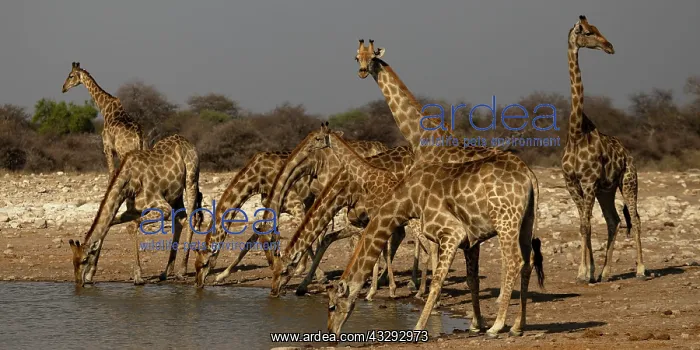 : while some giraffe drink other are used to scan environment : while some giraffe drink other are used to scan environment