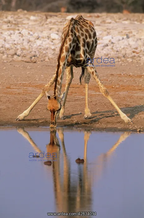 : Giraffe - Drinking at Waterhole : Giraffe - Drinking at Waterhole
