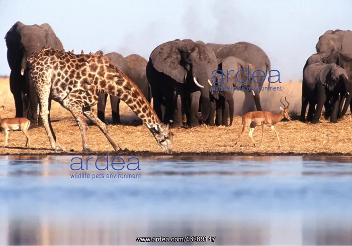  : GIRAFFE - drinking at waterhole with herd of African