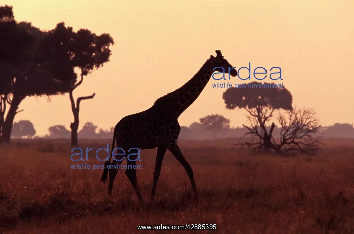 : Giraffe - at dusk : Giraffe - at dusk