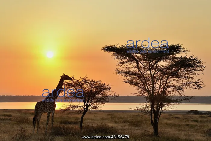 : Giraffe eating an Acacia with sunset backlight : Giraffe eating an Acacia with sunset backlight