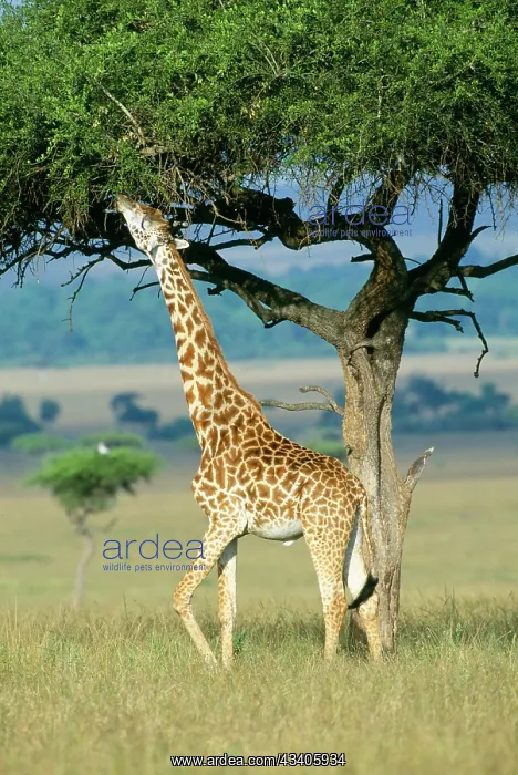  : GIRAFFE - eating from Acacia tree