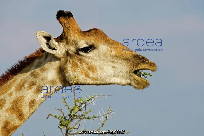 : Giraffe - eating a thorn covered twig : Giraffe - eating a thorn covered twig