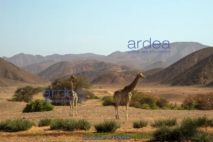 : Giraffe at entrance of Hoanib river in Kaokoland, Namibia : Giraffe at entrance of Hoanib river in Kaokoland, Namibia