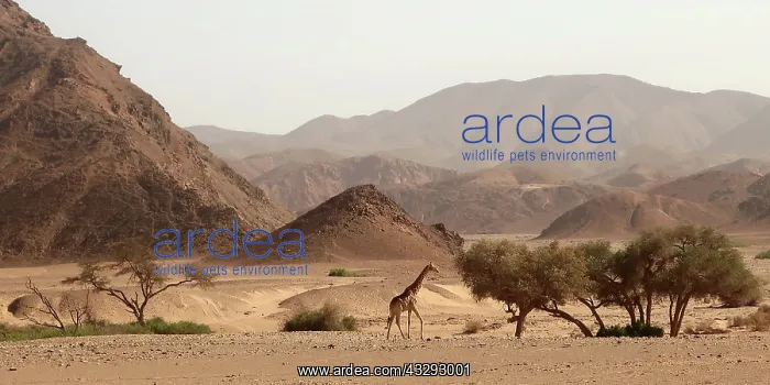 : Giraffe at entrance of Hoanib river in Kaokoland, Namibia : Giraffe at entrance of Hoanib river in Kaokoland, Namibia