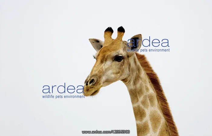 : Giraffe - Etosha National Park : Giraffe - Etosha National Park